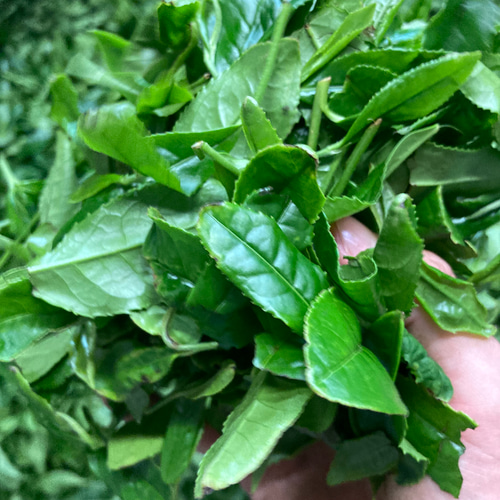 華やかな香りと上品な苦味♪】宇治抹茶20g(約20杯分)×2個セット