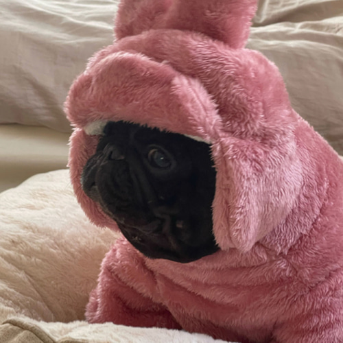 フレンチ・ブルドッグ バグ 悪漢犬 闘牛犬 お腹を包む衣服 四脚衣