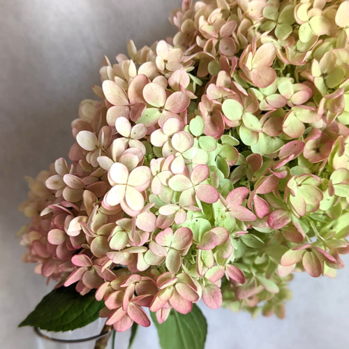 【完売】紫陽花ドライフラワー＊3Dインテリアフレーム♡ ドライフラワー紫陽花（あじさい）3本セット | iichi 日々の暮らしを