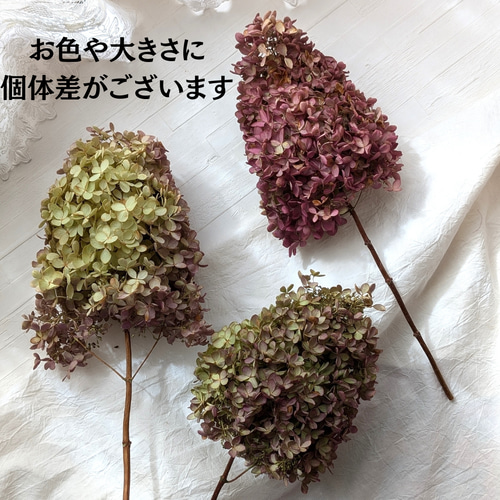 季節限定】ピラミッド紫陽花1本 ドライフラワー 花材 スワッグ