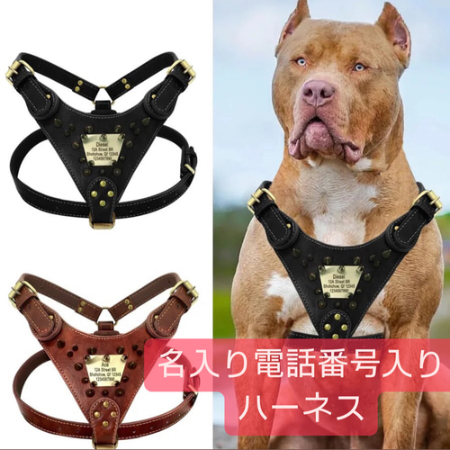 首輪セット 迷子札付き首輪 名入れ 小型犬 いぬ 猫 ねこ ネコ