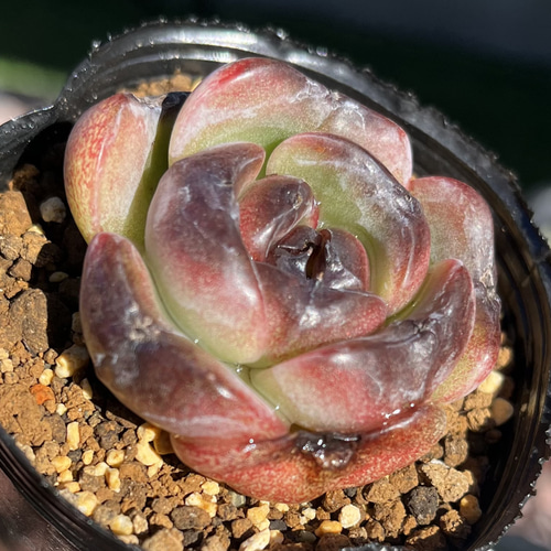 SOLD ダークオパール 厳選韓国苗 ネームタグ付き 多肉植物 〜Green