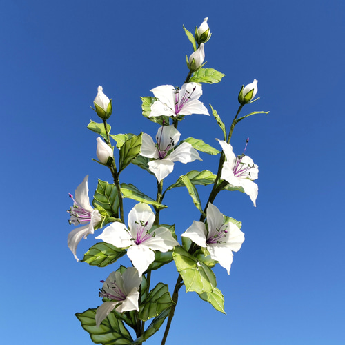 トゲフウチョウボク♡3本セット♡アメリカンフラワー♡ディップアート
