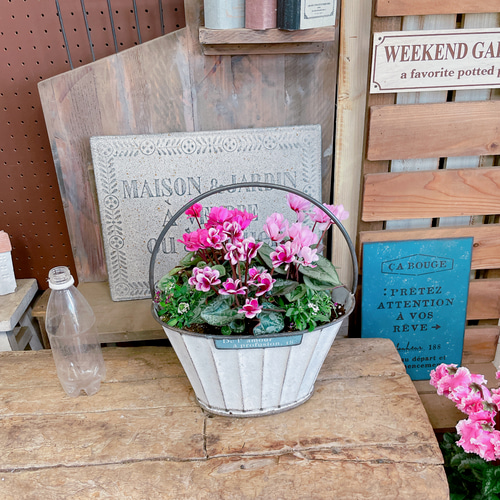 現品♡【可愛いガーデニング】シクラメン寄せ植え♡手付きホワイト系