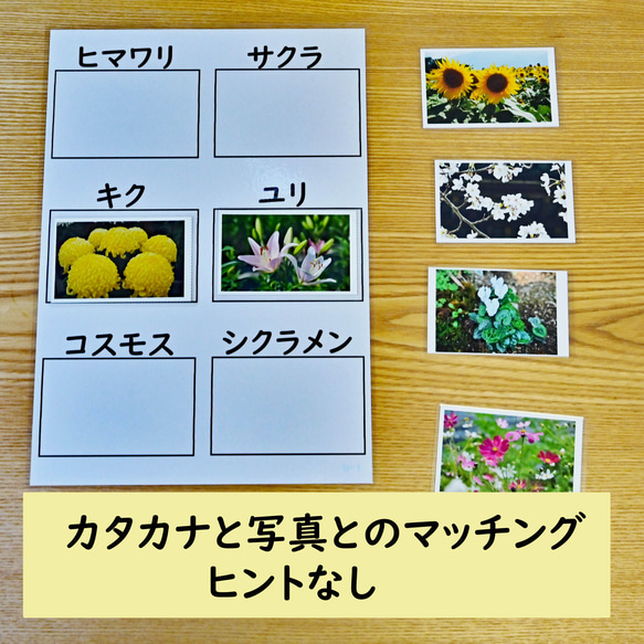 カタカナの学習セット　カタカナのマッチング　花の写真編　カタカナを読む学習に 4枚目の画像