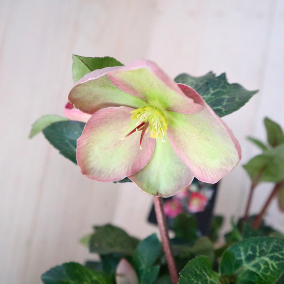 クリスマスローズ♡Frostkissシリーズ♡ピッパズパープル♡ アート