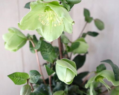 の*ん様 ☘️スペシャルイベント☘️826【いちごみるく】クリスマスローズ の*ん様 ☘️スペシャルイベント☘️826【いちごみるく