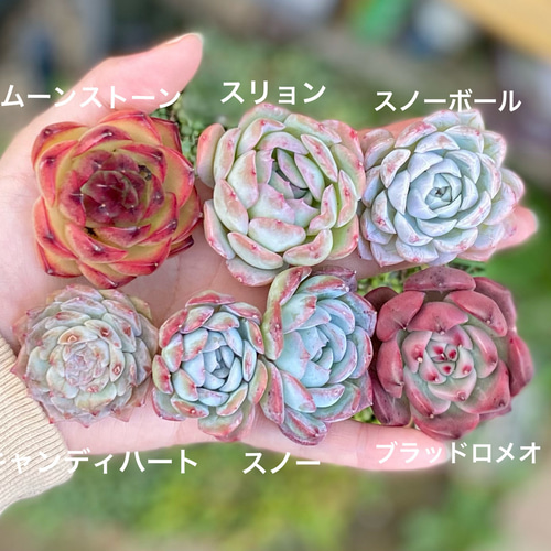 韓国苗入　エケベリア多肉植物セット 約27個＋セダム 多肉植物 多肉植物セットセット 寄せ植えセット エケベリア 韓国苗