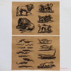 紙製ブックカバー　ヨンストン「鳥獣虫魚図譜」3（5枚セット） 4枚目の画像