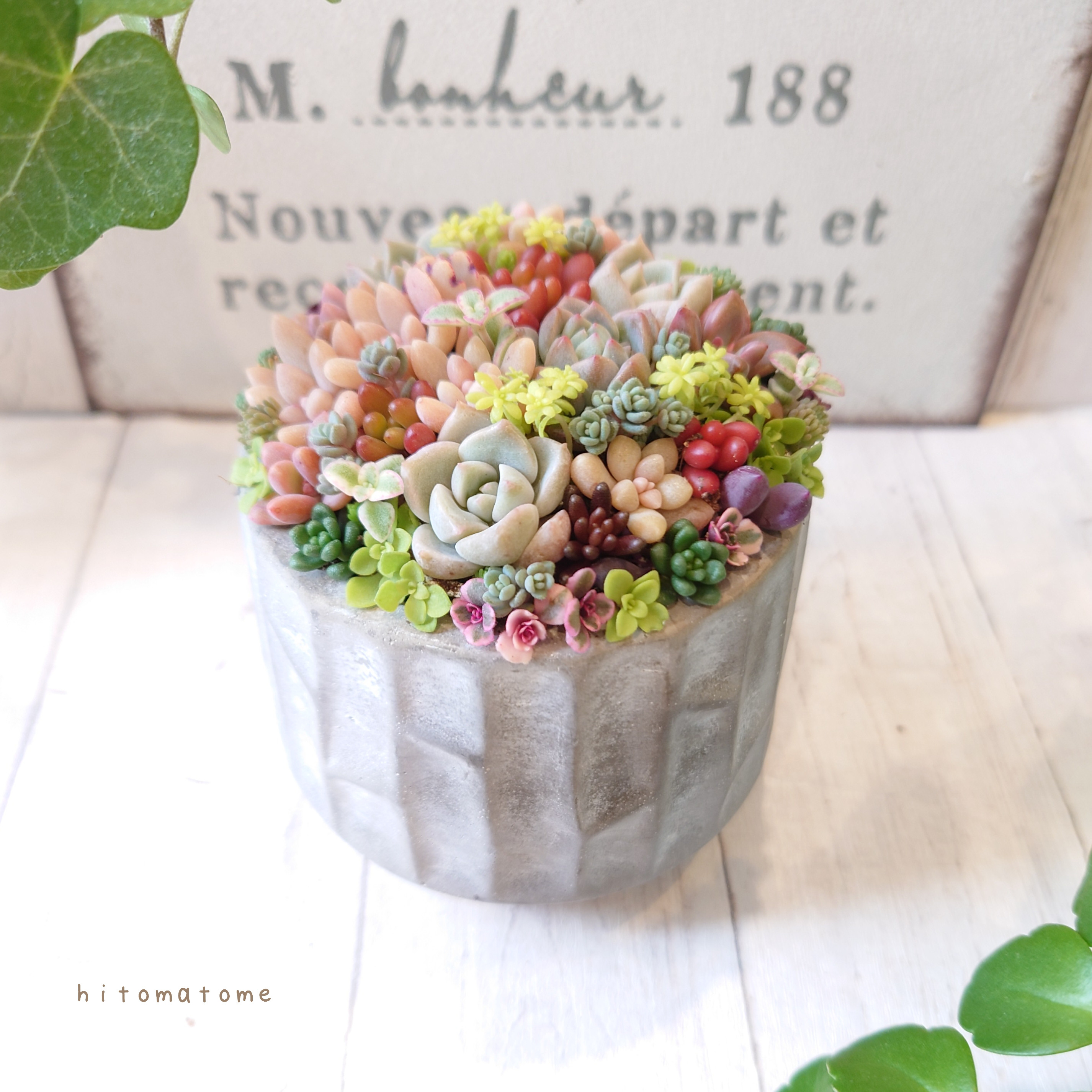 【特集掲載】【受注制作】   そのまま飾れる多肉植物 寄せ植え  セメント・コンクリート鉢 (土、鉢込み)