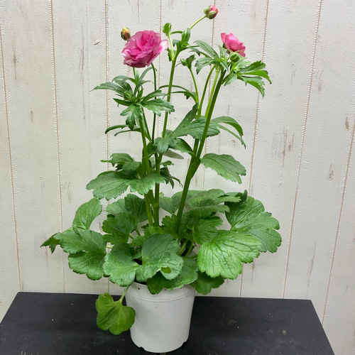 Amazon.co.jp: ラナンキュラス ラックス ヘスティアの苗 開花株