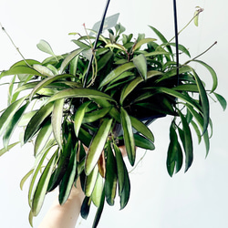 希少》サンスベリア タイハイブリッド Sサイズ 観葉植物 calm cafe