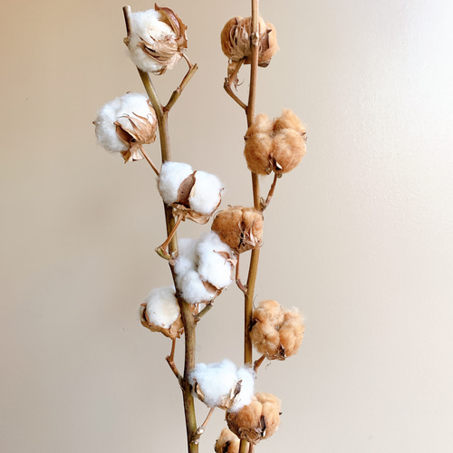 コットンフラワー 開きたてホヤホヤ 和綿 白茶 書く5 コットンフラワー