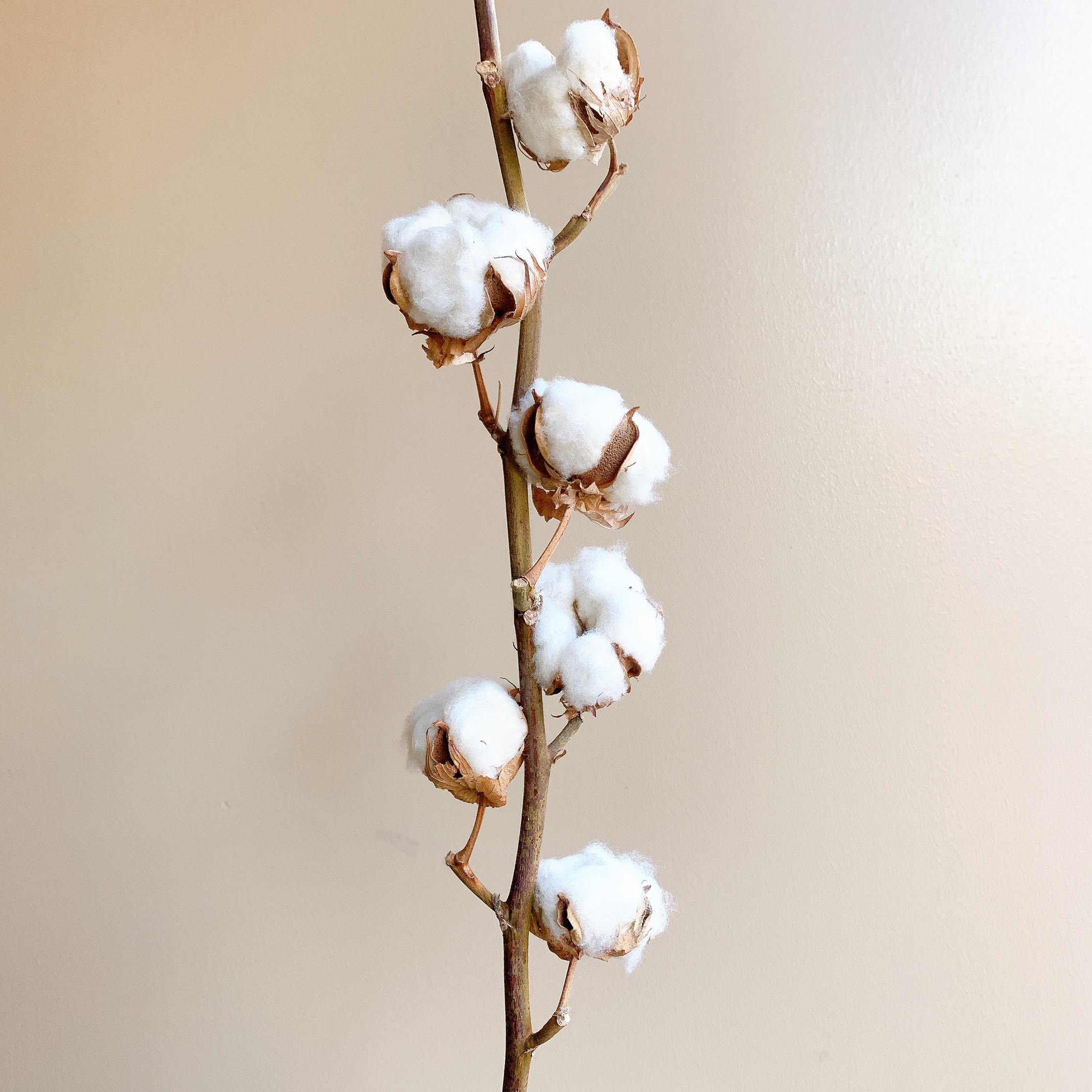 絹布花フーケ 絹布花フーケ