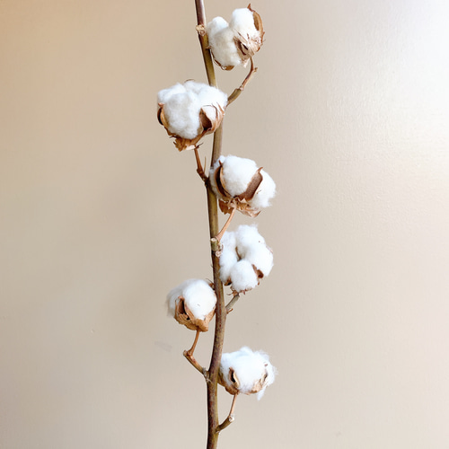 綿花 コットンフラワー ふわもこコットンフラワー ブラウン 5本 | 新鮮お花問屋 Jp-Farmers.com