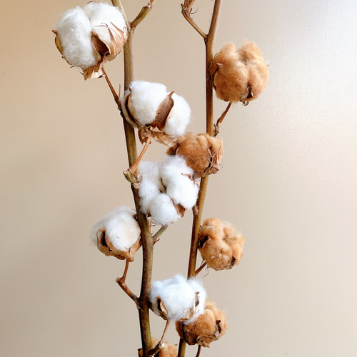 コットンフラワーのふわふわケーキリース 送料無料【クリスマス2025】ブラウン コットンフラワーのフワフワ Xmas