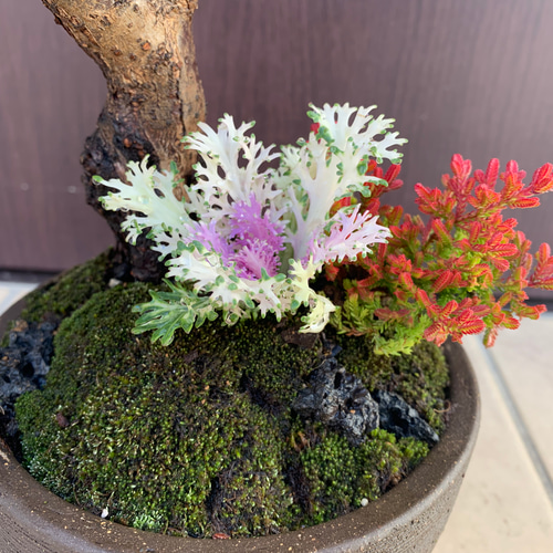 梅 盆栽 紅冬至 BONSAI 苗 苗木 送料込み 盆栽 ✴︎green earth