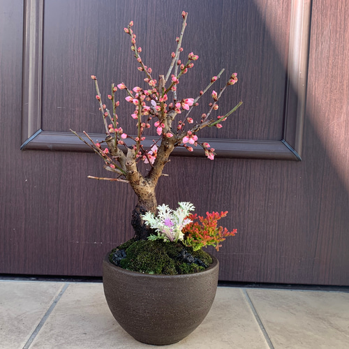 梅 盆栽 紅冬至 BONSAI 苗 苗木 送料込み 盆栽 ✴︎green earth 梅 盆栽 紅冬至 BONSAI 苗 苗木 送料込み 盆栽 ✴︎green earth