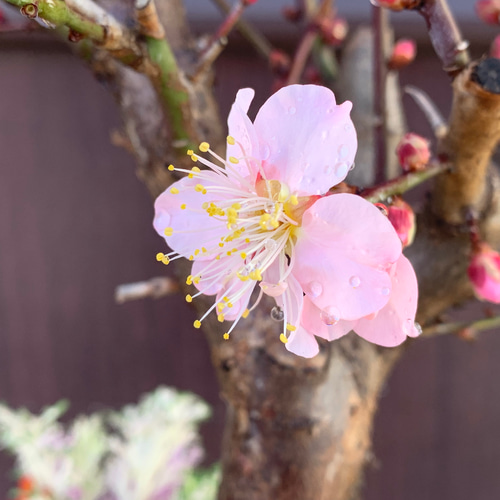 梅 盆栽 紅冬至 BONSAI 苗 苗木 送料込み 盆栽 ✴︎green earth