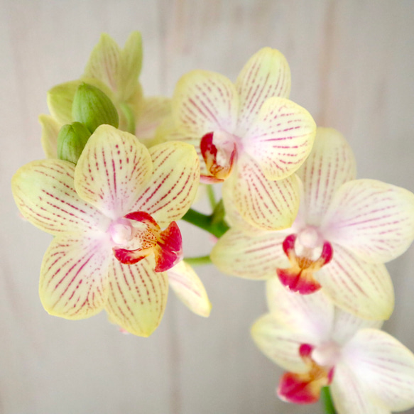 ミディ胡蝶蘭♡ゴールドベイビー♡3寸鉢♡受け皿つき♡ アート