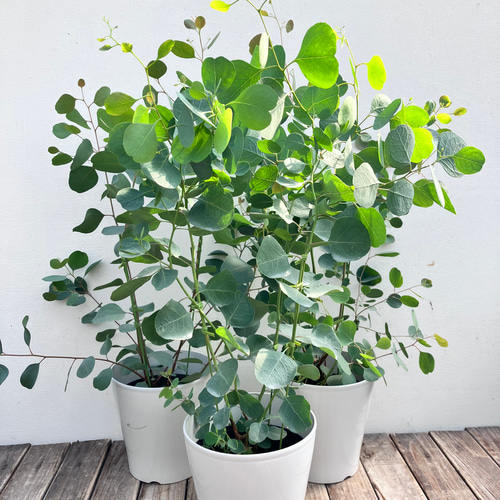 ユーカリ　ポポラス　大きめ鉢植え　苗　シンボルツリー ポポラス♪大人気のユーカリ♪シンボルツリー♪ガーデニング