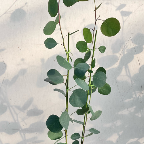 ユーカリ　ポポラス　大きめ鉢植え　苗　シンボルツリー ca7d6231f40b09ff692d6b17cfeff5