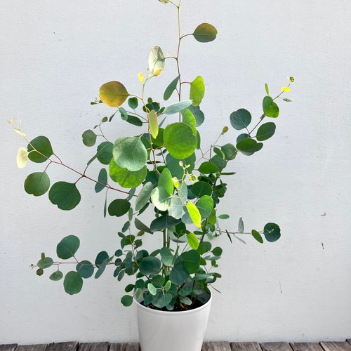 ポポラス♪大人気のユーカリ♪シンボルツリー♪ガーデニング