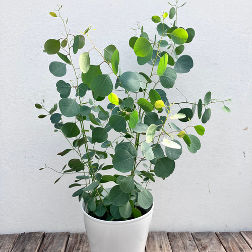 ポポラス♪大人気のユーカリ♪シンボルツリー♪ガーデニング♪常緑樹