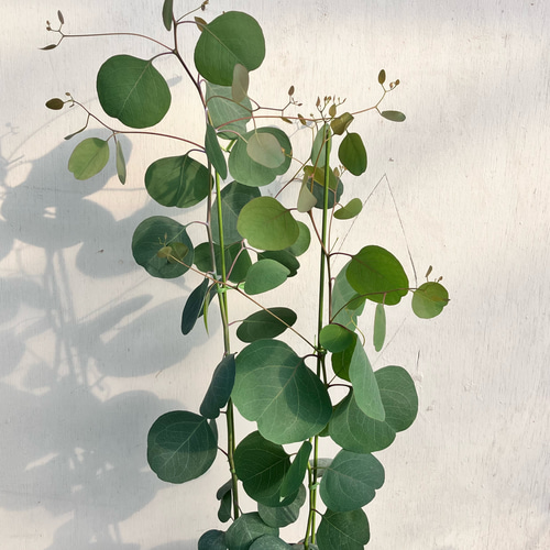 ポポラス♪大人気のユーカリ♪シンボルツリー♪ガーデニング