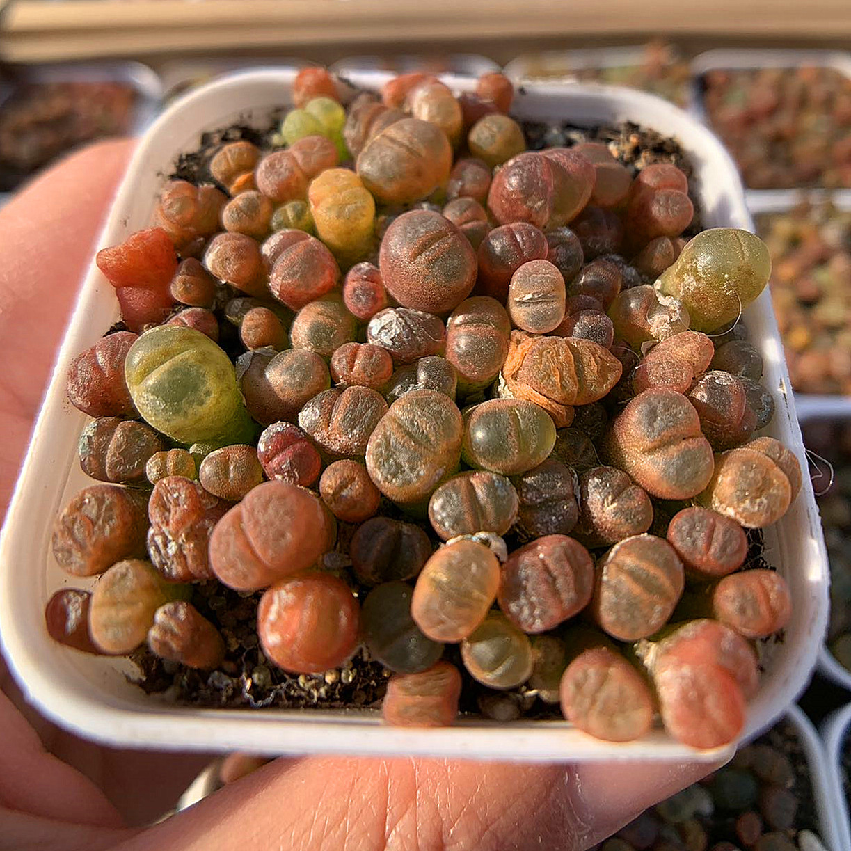 専用　コノフィツム ヤンギー　　群生株 専用 コノフィツム ヤンギー 群生株 専用 コノフィツム ヤンギー 群生