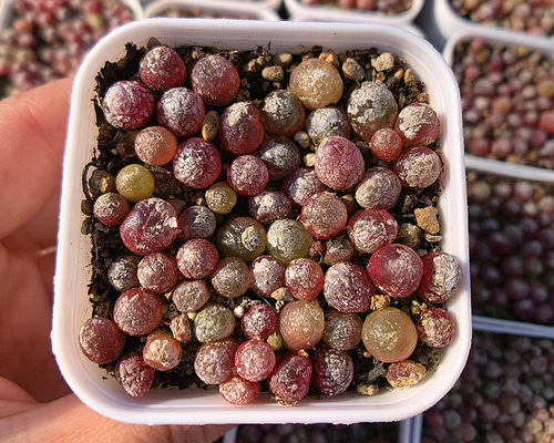 多肉植物　コノフィツム　ブルゲリSH409 大玉2cm以上　抜き苗　4株セット 多肉植物 コノフィツム ブルゲリSH409 大玉 2cm以上 抜き苗 4株
