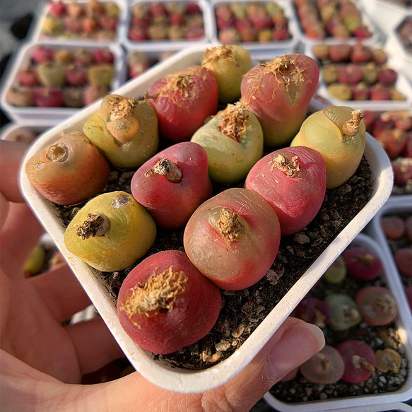 農園直売 多肉植物 コノフィツム マウガニー12頭セット メセン 観葉