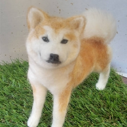 羊毛フェルト 秋田犬さん 羊毛フェルト はなちよ 通販 17085056