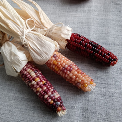 グラスジェムコーン太め　６０本詰め合わせ Amazon.co.jp: グラスジェムコーン（宝石とうもろこし）Glass