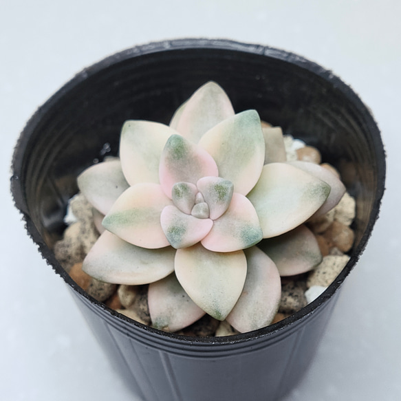 多肉植物^o^ ティテュバンス錦 ♡ #ティテュバンス錦 昨年末に輸入した