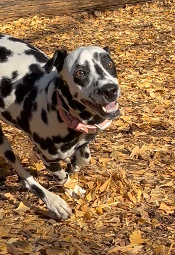 【セール】犬用おもちゃ・ドックトイ・かみかみおもちゃ・ロープトイ（耐久性のあるニット素材) -6 1枚目の画像