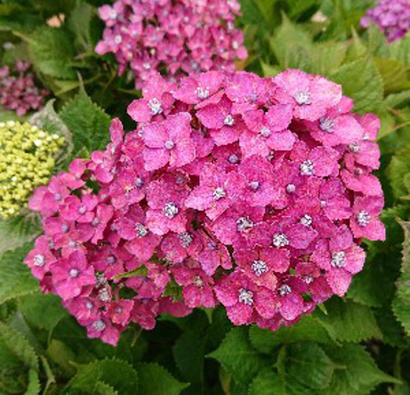 りんりん様オーダーページ りんりん様❣️オーダーページ＊中サイズ