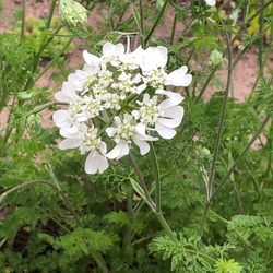 【増量】花の種 ふわふわ系含 9種類 オルレア コットンフラワー ラグラス 2枚目の画像