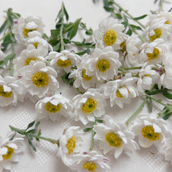 花かんざし ドライフラワー ドライフラワー Satsuki 通販 17087586