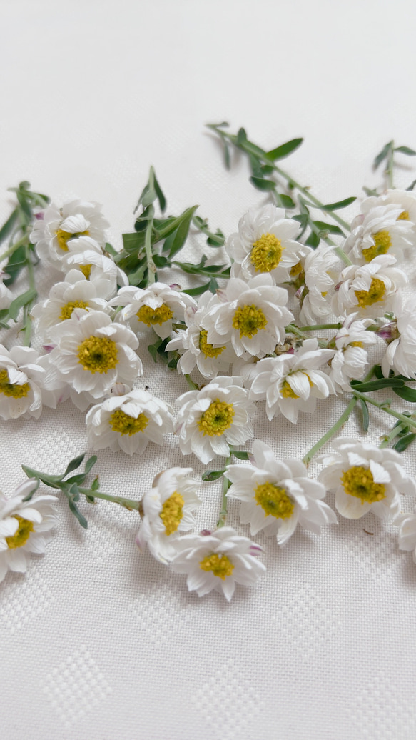 カワラハハコ　花かんざし　ドライフラワー カワラハハコドライフラワー☆母子草☆ドライフラワー花材