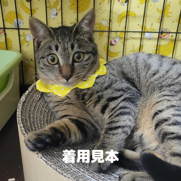 ドット柄（水色）猫用ザビエル首輪 3枚目の画像