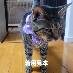 ドット柄（紫）猫用ザビエル首輪 3枚目の画像