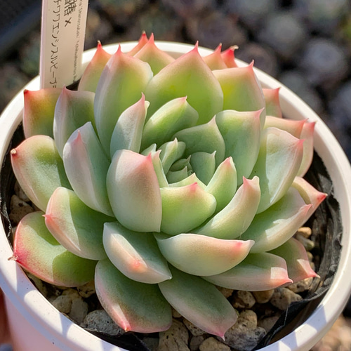 エケベリア ⭐️ホーリンゼ逆交配⭐️ 希少 美品 実生、幼苗発根済み