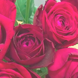 レア切花品種・薔薇★香る大人の赤バラ（fragrance desire）★５号ロングスリット鉢植え 4枚目の画像
