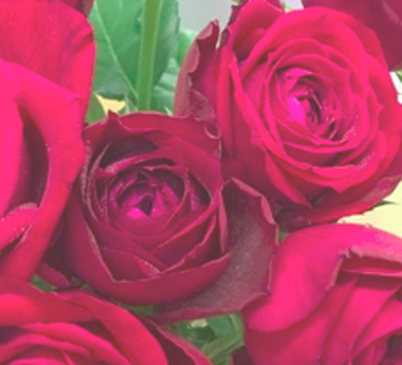 レア切花品種・薔薇★香る大人の赤バラ（fragrance desire）★５号ロングスリット鉢植え 4枚目の画像