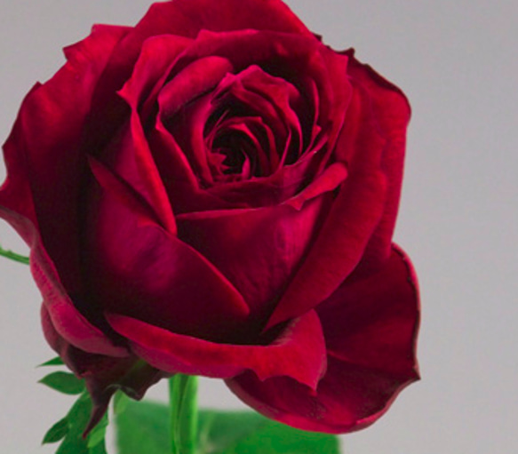 レア切花品種・薔薇★香る大人の赤バラ（fragrance desire）★５号ロングスリット鉢植え 1枚目の画像