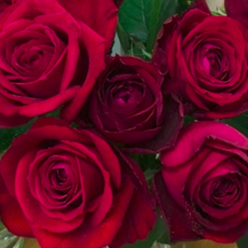 レア‼️ 切り花品種 薔薇 激レアバラ苗 切り花最新品種 VIPローズ｜Yahoo!フリマ（旧