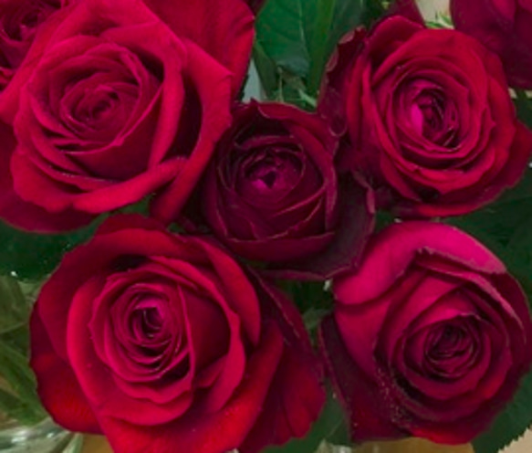 レア切花品種・薔薇★香る大人の赤バラ（fragrance desire）★５号ロングスリット鉢植え 2枚目の画像