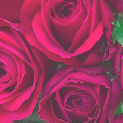 レア切花品種・薔薇★香る大人の赤バラ（fragrance desire）★５号ロングスリット鉢植え 5枚目の画像