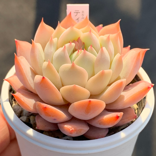 人気品種！☆ティッピー 多肉植物 自家栽培 国産 多肉植物 美